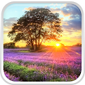 Perfect Sunset Live Wallpaper