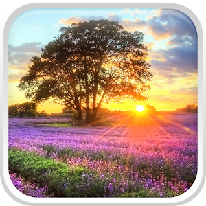 Download Perfect Sunset Live Wallpaper For PC Windows and Mac