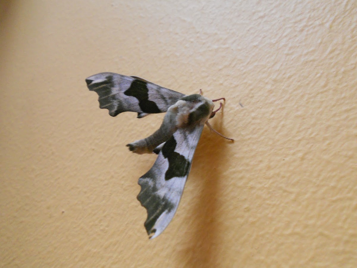 Lime hawk moth