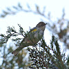 Yellow-rumped Warbler