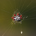 Double-spotted Spiny Spider
