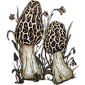 iFungi logo