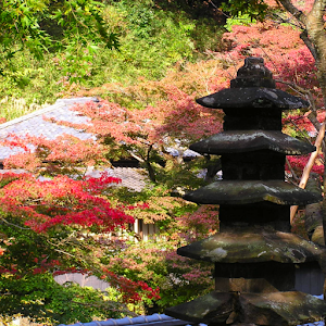 Autumn leaves of Kamakura 5.01