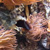 Fire Clownfish