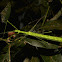 Stick Insects, Phasmid