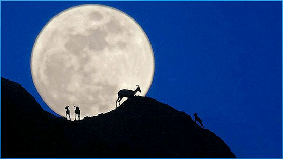 download Stunning Animals Wallpapers free