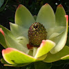 Protea cone-bush