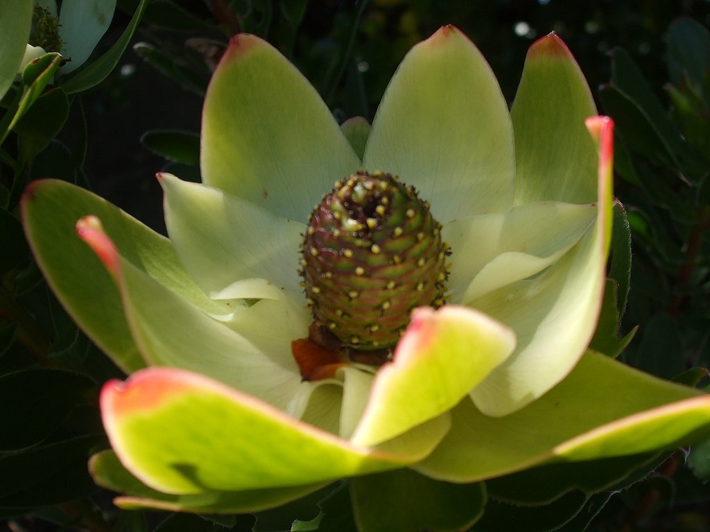 Protea cone-bush