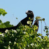 Smooth-billed ani