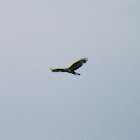 Buzzard