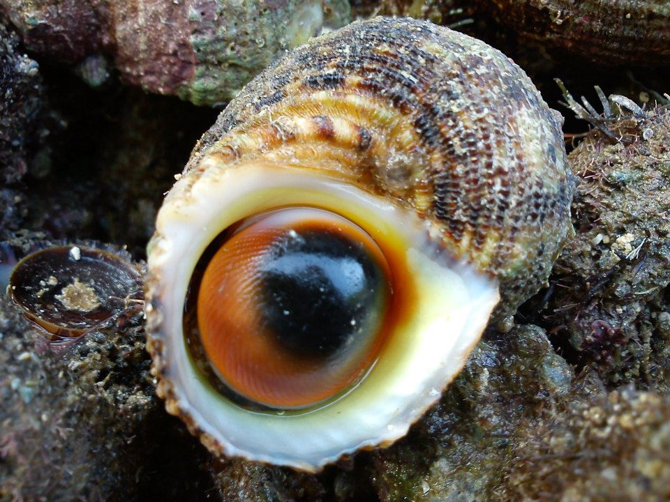 Cat’s Eye Turban Shells