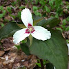 Painted trillium