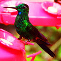 Green-crowned Brilliant Male