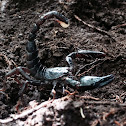 Giant Forest scorpion