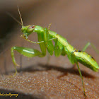 Praying Mantis