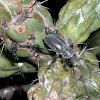 Longhorn cactus beetle