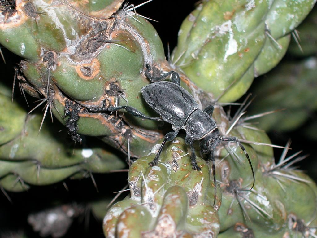 Longhorn cactus beetle
