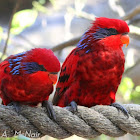 Blue-streaked Lory