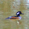 Hooded Merganser