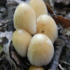 Glistening Inkcap