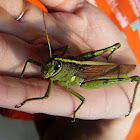 Leather-colored bird grasshopper