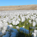 Arctic Cotton Grass