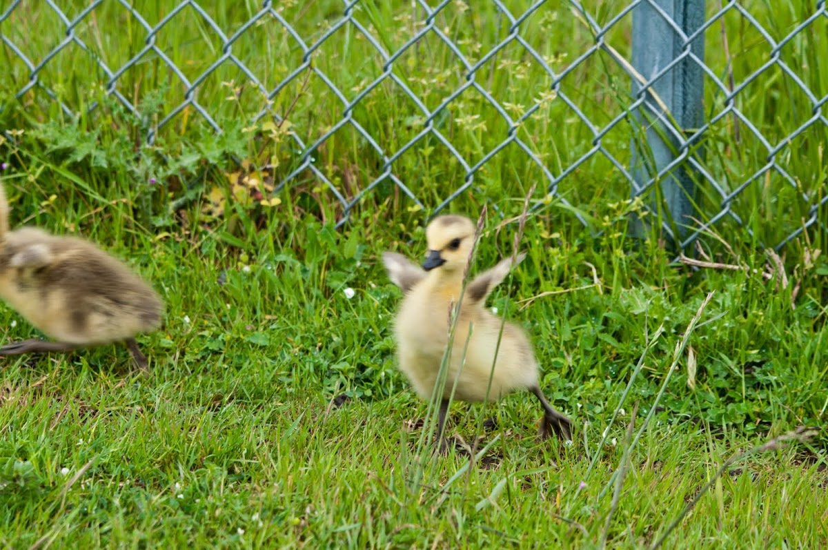 Canadian Goose gosling