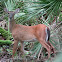 White-tailed Deer