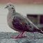 Tórtola torcaza - Eared Dove