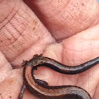 Red backed salamander