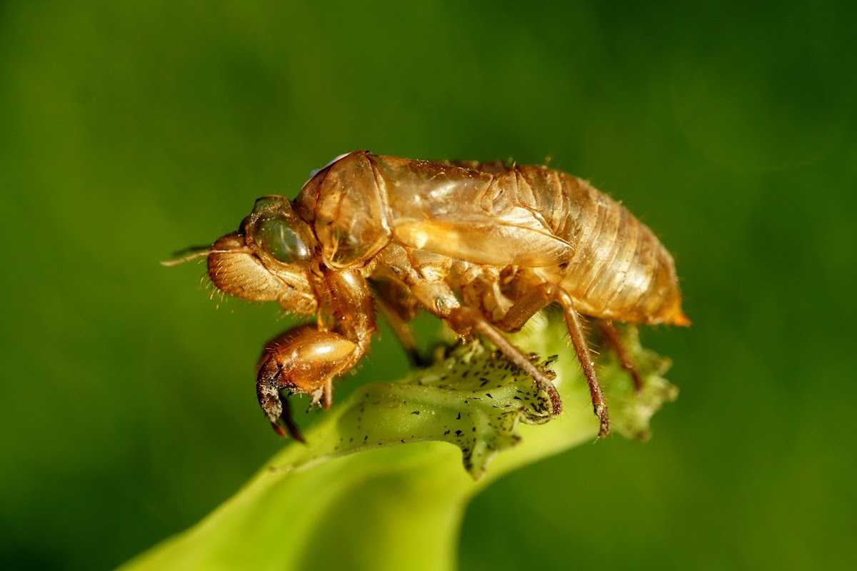 Cicada exuviae