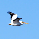 American White Pelican