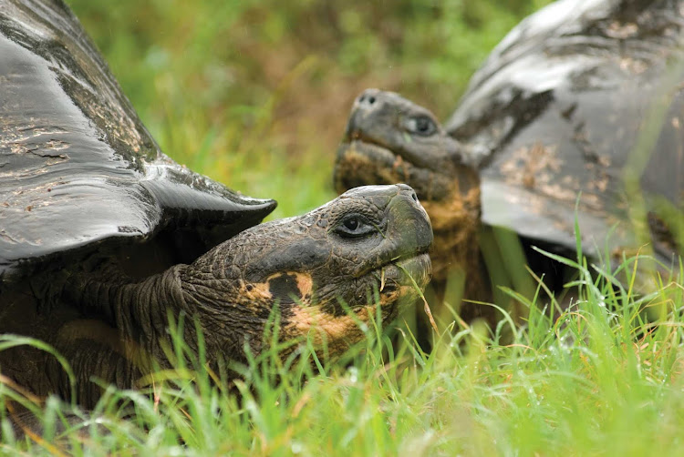 Two giant tortoises are spotted while on a Lindblad Expeditions tour of the Galápagos Islands.