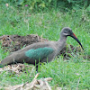 Hadada Ibis