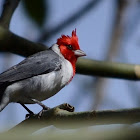 Red-crested Cardinal