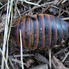 Table Mountain Cockroach  (Female)