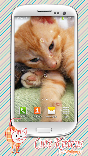 免費下載個人化APP|Cute Kittens Live Wallpaper app開箱文|APP開箱王