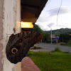 mariposa búho - owl butterfly