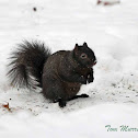 black Eastern Gray Squirrel