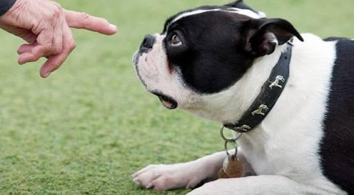 Controlar a los perros