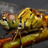 Dragonfly After Rain 2 by Mohamad Firdaus -  