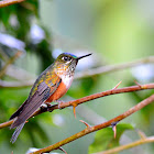 Violet-tailed Sylph (female)
