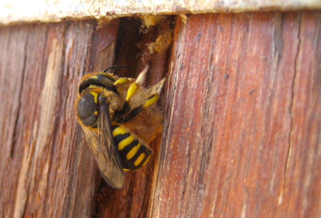 European Wool Carder Bee