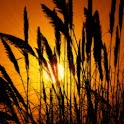 Wheat Under Sunbeams logo