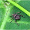 Acanthocoris Coreid Bug (Nymph)