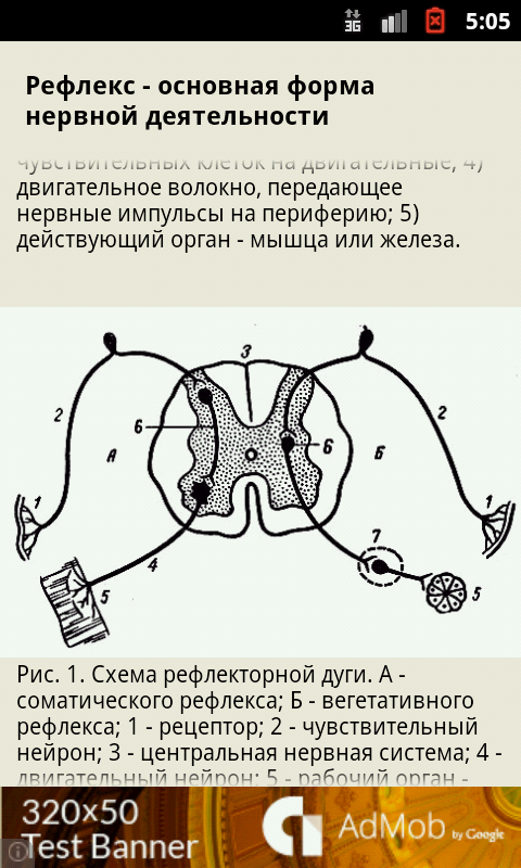 Анатомия Screen 3