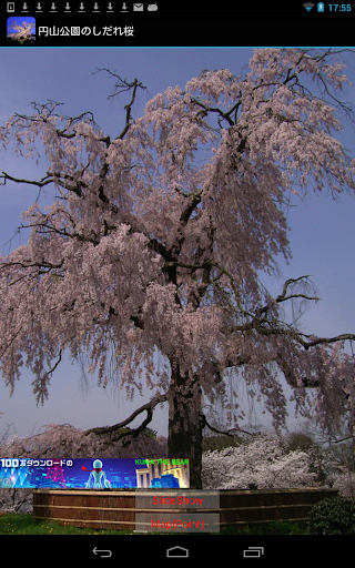 京都 円山公園のしだれ桜 JP046