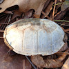 Eastern mud turtle