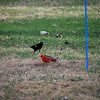 Red-winged blackbird