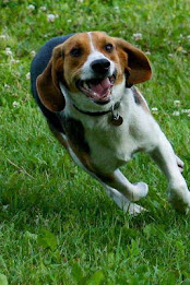 Beagle Puzzle by BookMan poster 2